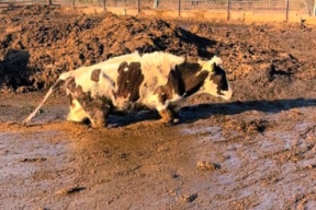 Видеофакт. Буренки в жиже по самое вымя в Славгородском районе