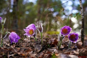 Лесная сказка. 7 завораживающих фото сон-травы